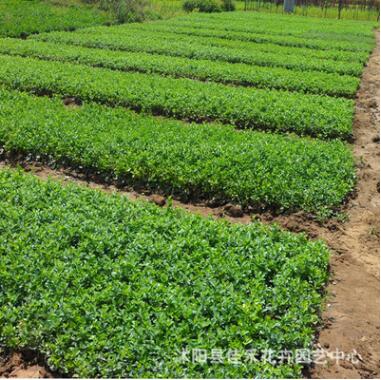 工程綠化苗 批發大葉黃楊苗 優質大葉黃楊 耐寒綠籬規格齊全