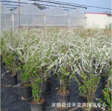 基地供應(yīng)日本木繡球 供應(yīng)噴雪花珍珠繡線菊 庭院種植盆栽噴雪花