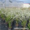 基地供應日本木繡球 供應噴雪花珍珠繡線菊 庭院種植盆栽噴雪花