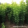 金葉復葉槭批發 工程綠化復葉槭小苗 規格齊全行道風景樹