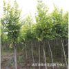 優質金葉榆樹苗批發 金葉榆樹行道樹 耐寒耐旱庭院綠化苗木規格全