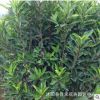 法國冬青樹苗 根系發達 工程綠化苗