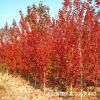 基地批發紅楓樹美國紅楓樹小苗 秋火焰 質優價廉