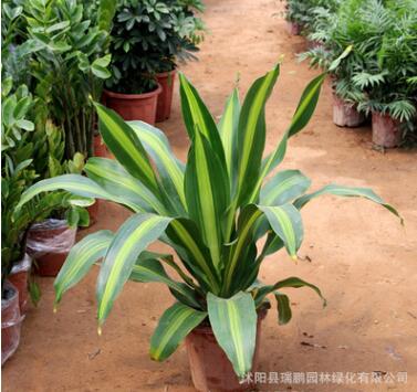 室內綠植盆栽批發 巴西鐵盆栽 觀葉植物 凈化空氣 金心 美人鐵