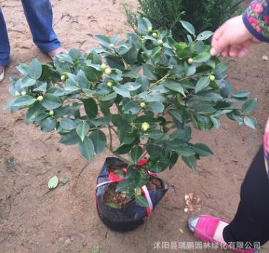 茶花盆栽直銷 凈化空氣 四季茶花 當年開花 庭院室內觀賞茶花樹