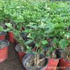 室內綠植盆栽批發 茉莉 盆栽 白茉莉 雙色茉莉
