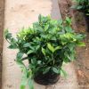 基地批發梔子花 盆栽 梔子花苗 室內芳香植物