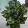 室內觀葉植物 孔雀竹芋 盆栽 凈化空氣吸收甲醛
