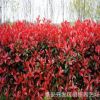 紅葉石楠樹(shù)苗