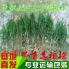 基地批發珍稀苗木紅豆杉楨楠曼地亞南方紅豆杉四川雅安天賜樹苗