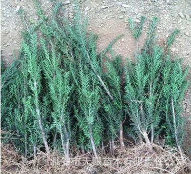 基地直銷曼地亞紅豆杉樹苗各種規(guī)格紅豆杉地苗園林工程苗南北種植