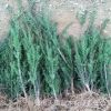 基地直銷曼地亞紅豆杉樹苗各種規格紅豆杉地苗園林工程苗南北種植