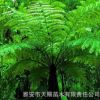 基地直銷瀕危植物桫欏樹苗蛇木 蕨類植物之王別墅庭院觀賞樹批發