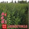 大量供應工程綠化苗杉樹 家庭美化盆栽地栽南洋杉苗
