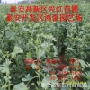 批發銀杏樹葉 哪里有銀杏苗種植基地 銀杏葉多少錢一斤