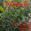 銷售泰山大紅石榴樹苗 白籽石榴樹苗價格 大青皮石榴樹苗