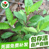 神奇植物南非葉樹苗 南非葉種植基地供應南非葉苗