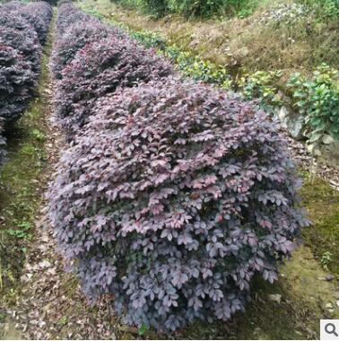 庭院景觀綠化樹紅花繼木球 亮毅苗圃直供 貨源充足