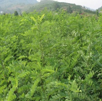 刺槐 洋槐 刺槐樹苗批發 綠化苗 槐樹類苗木 品種齊全 量大現挖