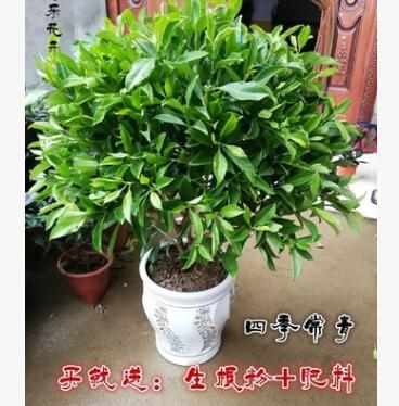 非洲茉莉室內(nèi)盆栽客廳大型綠植`花卉