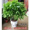 非洲茉莉室內盆栽客廳大型綠植`花卉