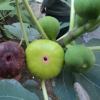 無花果樹 基地直銷 價格優惠 無花果樹 庭院種植水果樹