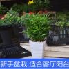綠色植物羅漢松適合新手室內客廳桌面防輻射盆栽客廳陽臺盆景花卉