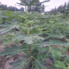 金傲芬無花果樹苗基地直銷價格 高產大青皮無花果苗品種純價格低