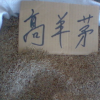 供應各種工程綠化苗木 大量批發 價格優惠 優質 高羊茅草坪種子