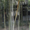 批發烏哺雞竹 竹筍用竹竹子苗 庭院綠化觀賞 園林工程綠籬