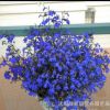 藍(lán)花亞麻 六倍利種子 垂吊半邊蓮 翠蝶花 盆栽花卉花草種子
