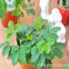 四季香菜種子 盆栽蔬菜種子 陽臺(tái)種菜 芫荽種子