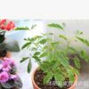 批發(fā)含羞草種子 盆栽花卉種子 草花種子含羞草花 害羞草種子