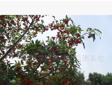 供應(yīng)海棠果樹、懷來海棠樹、冬天的海棠樹