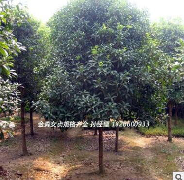 大量供應美國紅櫨優質園林綠化行道樹 山東紅櫨小苗苗喬木花灌木