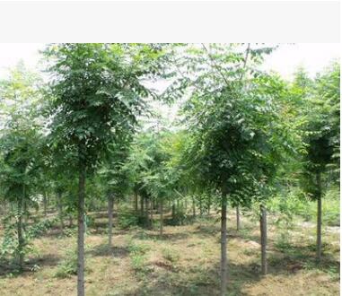 基地供應綠化苗木批發 欒樹苗 欒樹4-6cm 規格全 北欒 欒樹