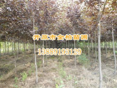 供應紫葉稠李 彩葉苗木紫葉稠李價格 東北紫葉稠李走勢價格行情