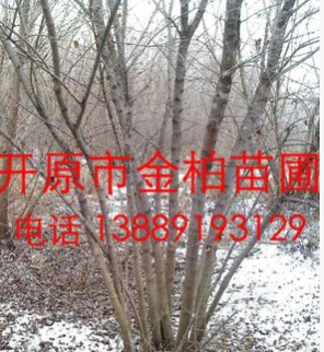 供應(yīng)東北精品 叢生茶條槭 叢生三角楓 綠化苗木 東北茶條槭價(jià)格