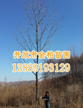 經(jīng)銷批發(fā) 叢生水曲柳 樹形優(yōu)美 花曲柳 東北綠化樹 苗圃直供樹苗