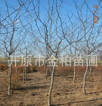 長期供應皂角 皂莢 豬牙皂牙皂4-25公分皂角樹苗價格優惠全國配送