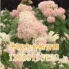 長期供應(yīng) 木繡球 八仙花 木本繡球 園林綠化植物 大花水椏木 價(jià)格