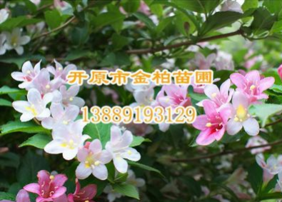 供應 四季錦帶 四季錦帶基地價格 耐寒綠化植物 遼寧四季錦帶批發