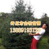 大量供應各規格1--7紅皮云杉 青扦白扦 落地冠厚土球 質量好價低