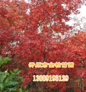 供應(yīng) 精品擰勁槭 叢生擰勁槭 東北鄉(xiāng)土樹(shù)種擰勁槭價(jià)格 開(kāi)原擰勁槭