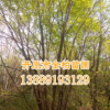 長期供應精品五角楓 叢生五角楓 樹形優(yōu)美 風景行道樹 規(guī)格齊全
