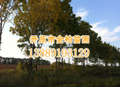 大量供應(yīng)水曲柳 大葉梣 東北梣8-30公分 園林風(fēng)景行道樹 水曲柳苗