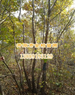 供應(yīng)花曲柳 叢生花曲柳 遼寧花曲柳工程苗 東北山地樹花曲柳報(bào)價(jià)