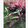 園林綠化植物七彩竹芋 紅背臥龍竹芋供應