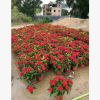 綠化苗木泰國龍船花盆栽供應 仙丹花供應 新加坡龍船花盆苗
