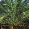 福建漳州加拿利海棗 園林景觀綠化苗木 種植基地批發易栽成活率高